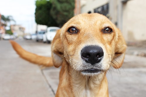 Close up of a cute brown dog