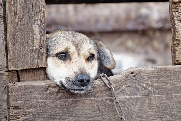 Sad dog with chain looking through fence